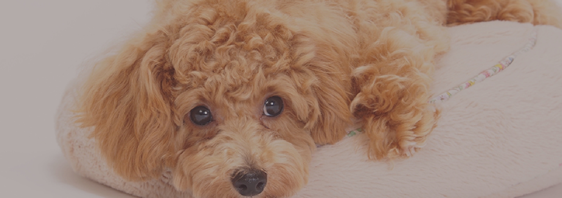 Dog Salon Sweet pupsの写真(埼玉県白岡市)